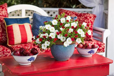 Patriotic Plantings: Red, White & Blue Inspired Gardening ❤️💮💙