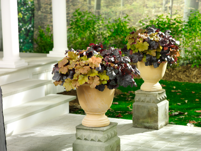 Heuchera - The Ultimate Guide to Coral Bells from Proven Winners®