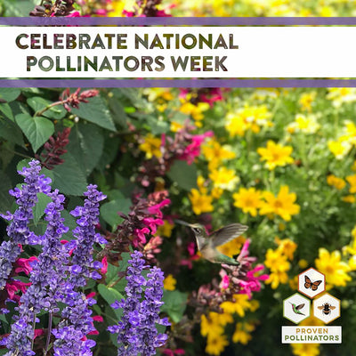 What Is A Pollinator Garden? 🌼🐝🦋