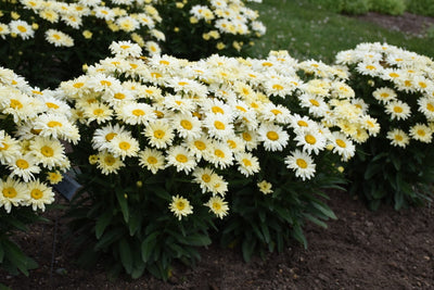The Ultimate Shasta Daisy Grow Guide