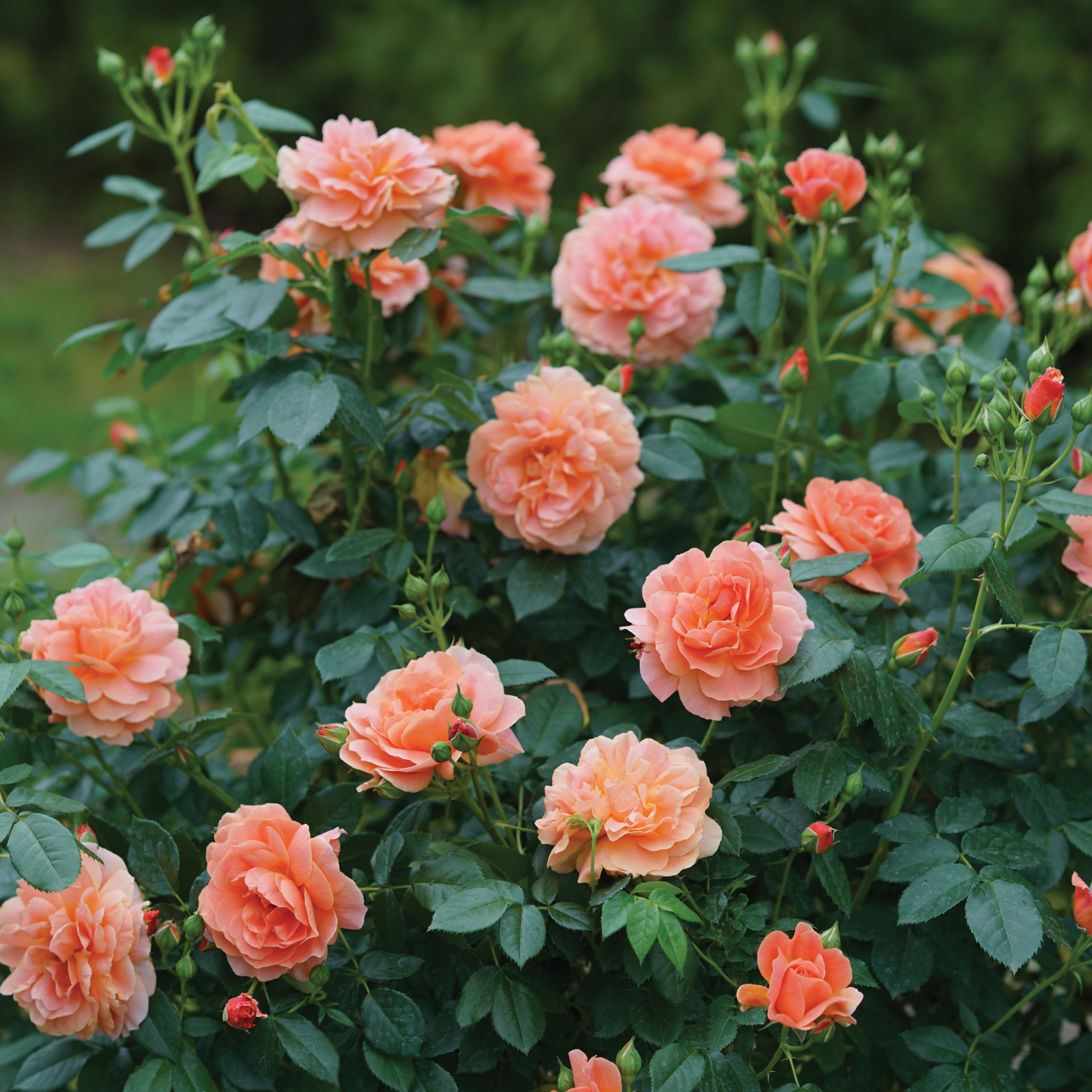 Proven Winners®Roses – Page 2 – Proven Winners Direct™