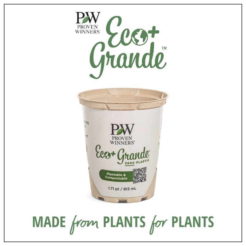 Boldly® White Geranium (Pelargonium Interspecific) - New Proven Winners® Variety 2024