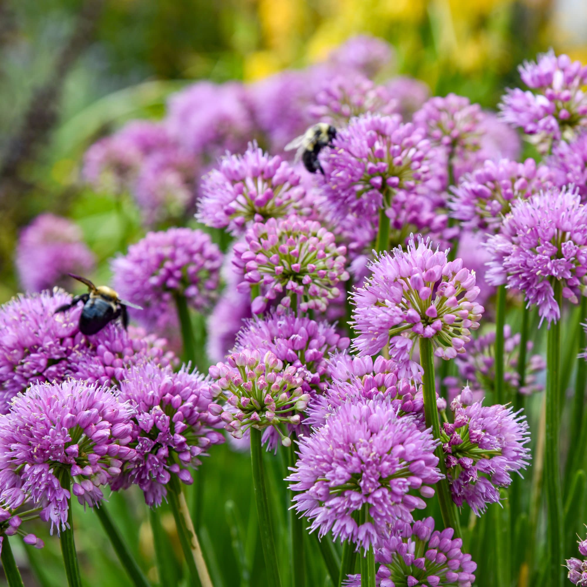 Ornamental Onion | 'All the Buzz'