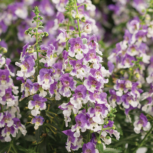 Summer Snapdragon | Angelface® Wedgwood Blue | Proven Winners