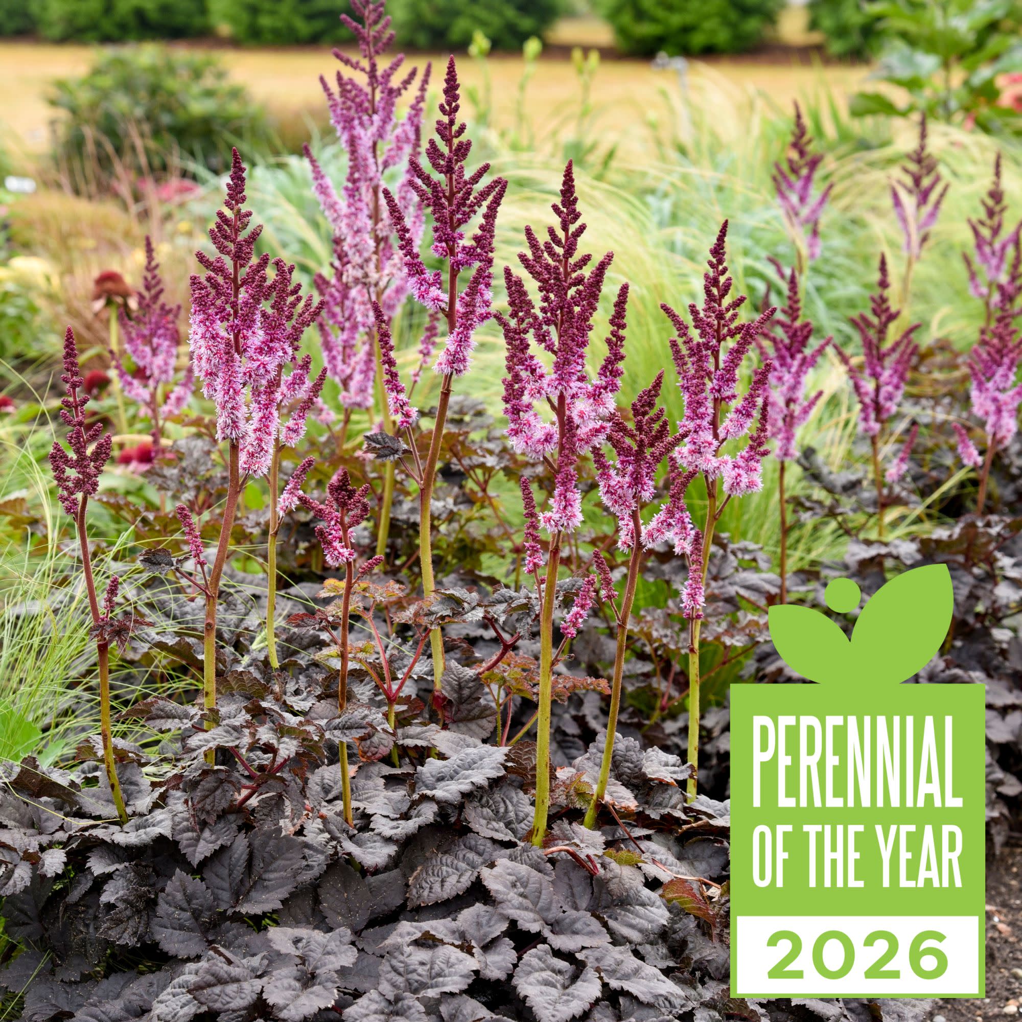 fertilizer for astilbe plants 'Dark Side of the Moon' Astilbe (Astilbe hybrid)