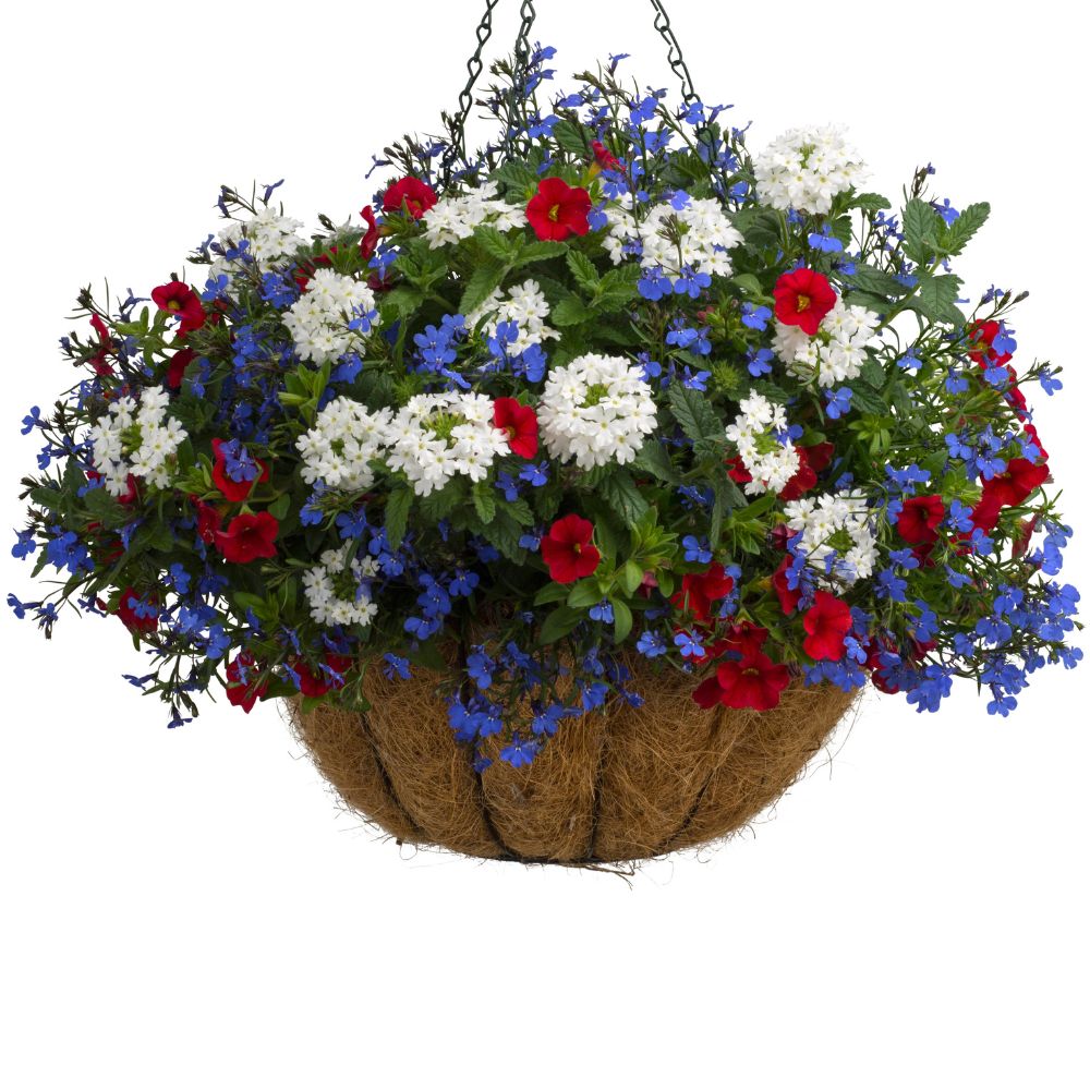 red white and blue hanging basket plants American Pride – Proven Winners Direct™