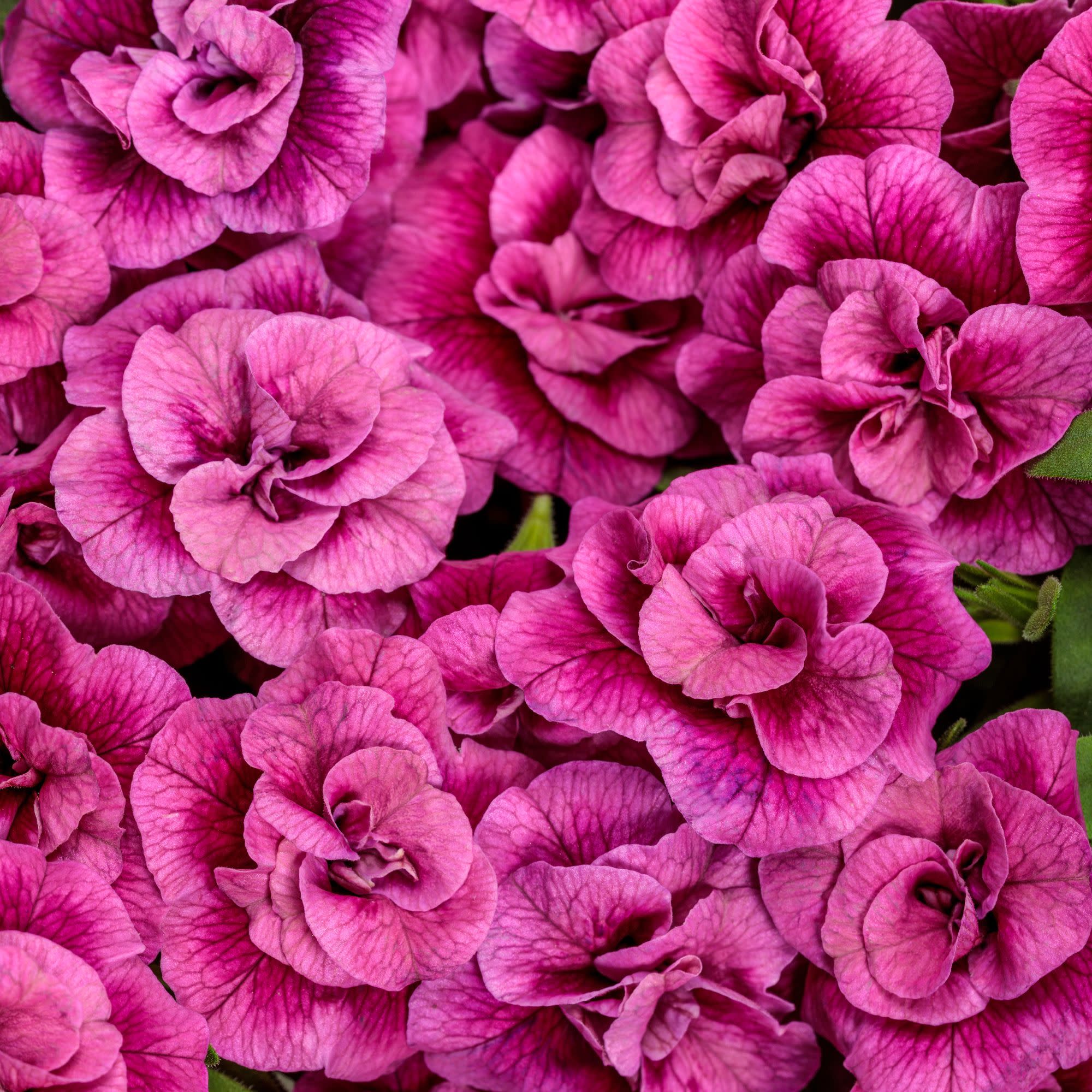 Calibrachoa | Superbells® Double Midnight Magenta | Proven Winners