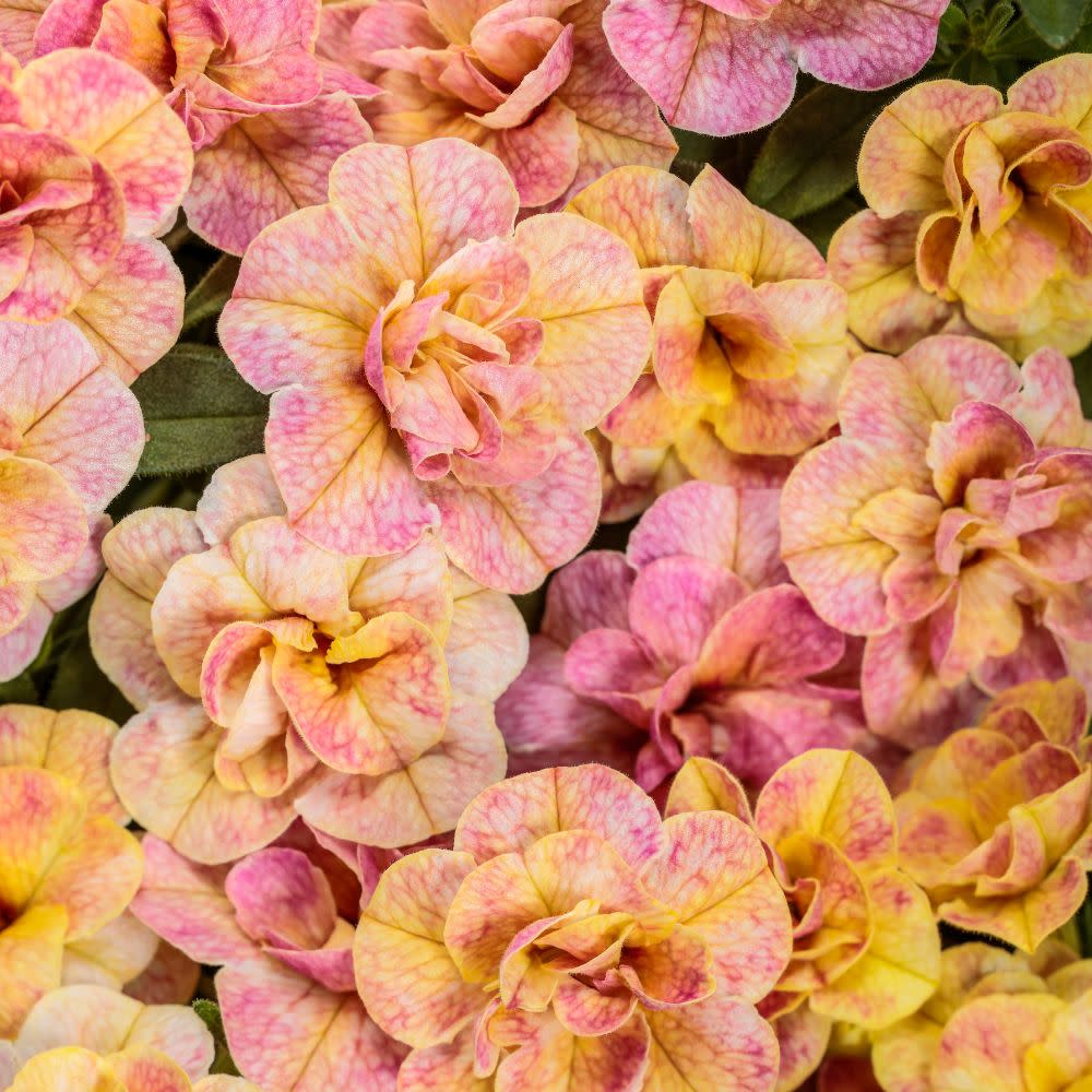 Double Calibrachoa | Superbells Magic® Double Grapefruit | Proven