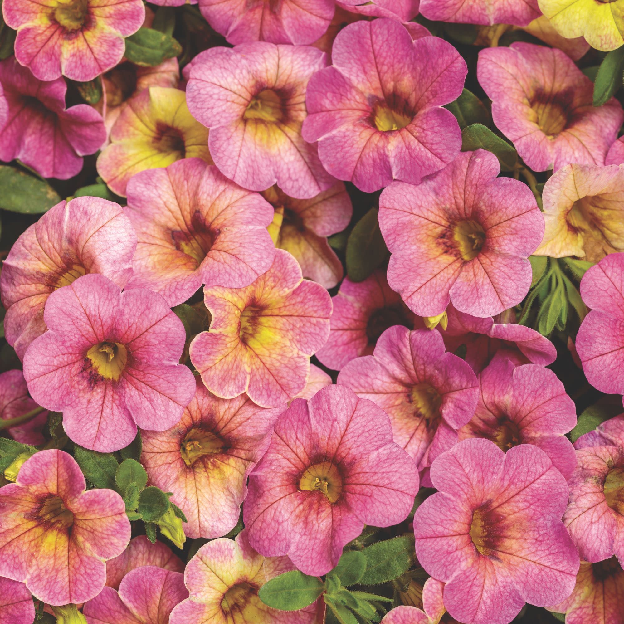 fontaine ルビー・エメラルド・ラズベリー・パイナップル Calibrachoa | Superbells Magic® Pink Lemonade | Proven Winners