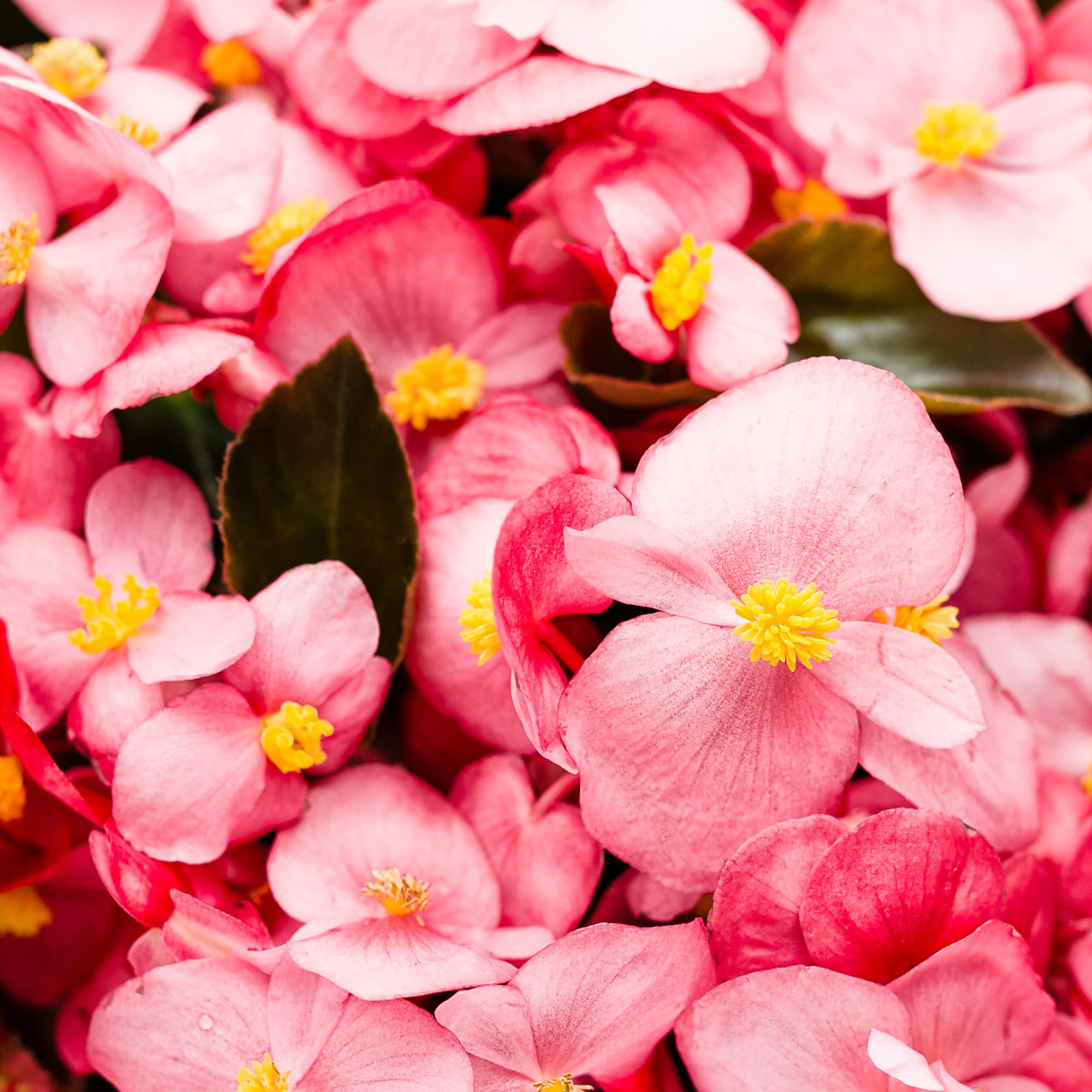 Begonia | Surefire® Rose | Proven Winners® Annuals – Proven