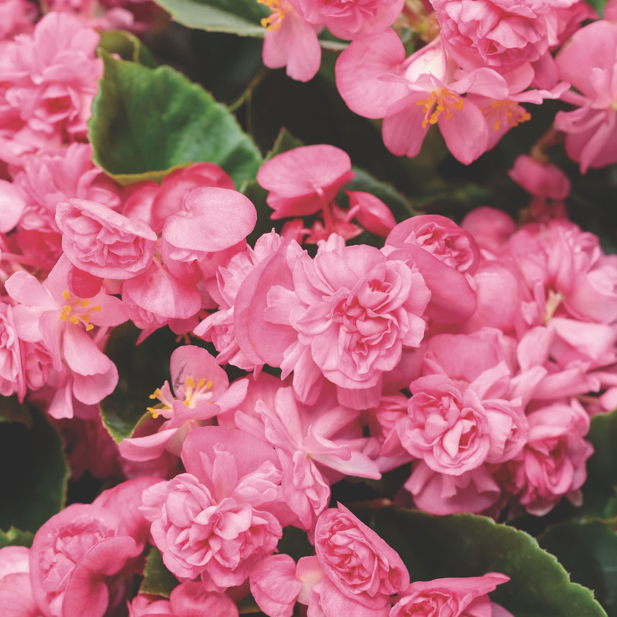Begonia | Double Up™ Pink | Proven Winners® Annuals – Proven Winners