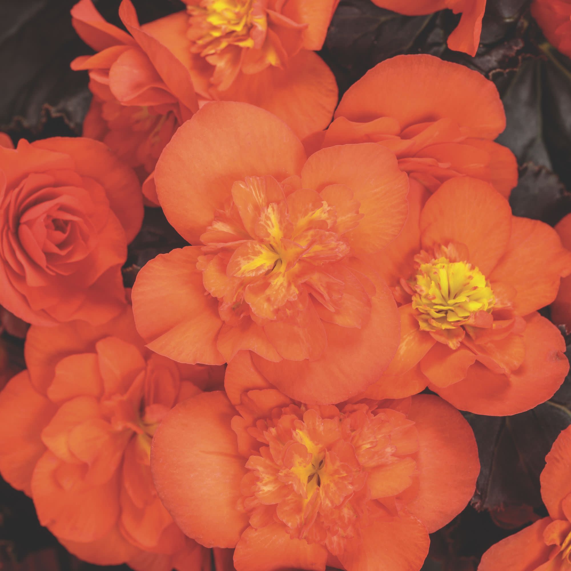 Rieger Begonia | Solenia® Chocolate Orange | Proven Winners