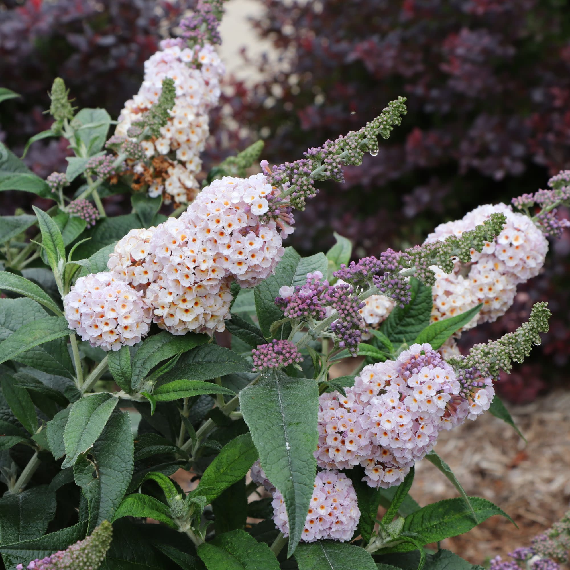 bush plant pot Butterfly Bush | Pugster Sorbet