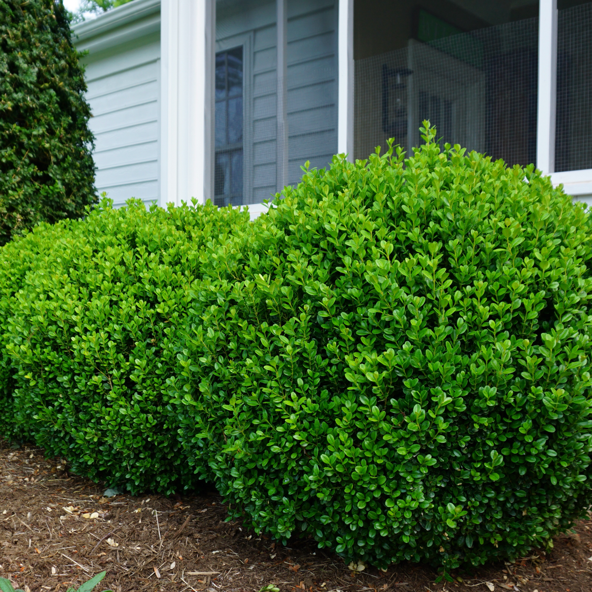 Boxwood | NewGen Freedom® | Proven Winners® Shrubs – Proven