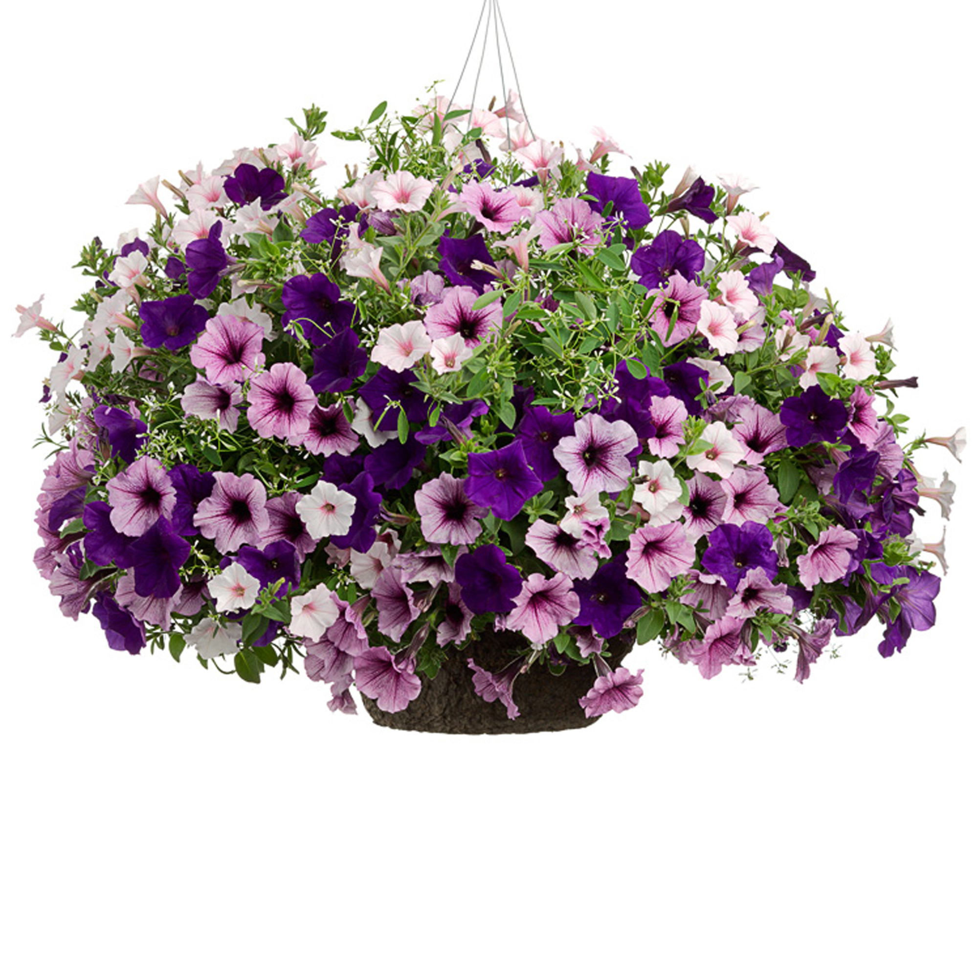 Blueberry Hill – Proven Winners Direct™