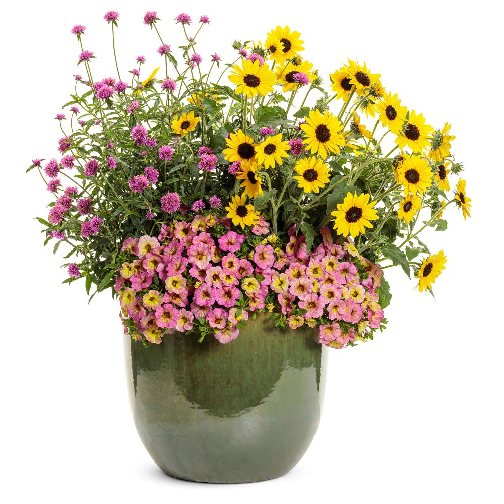 potted plants for bees Busy As Bees – Proven Winners Direct™