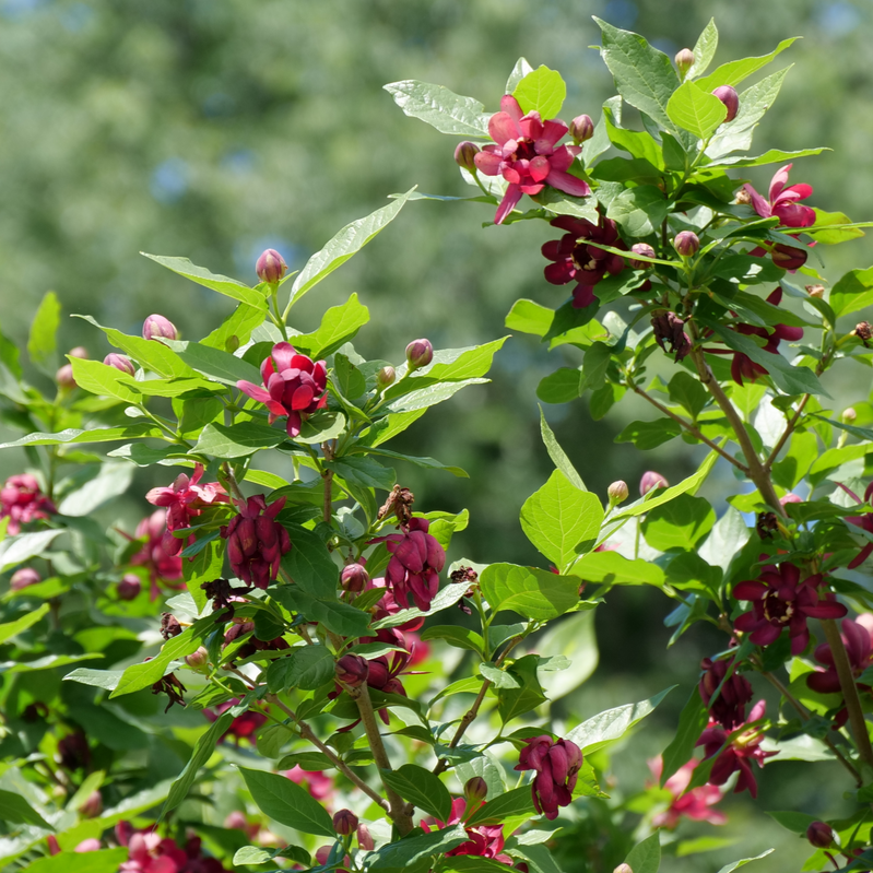 Proven Winners Aphrodite Sweetshrub Calycanthus Live Shrub, Size: 1 gal, Red