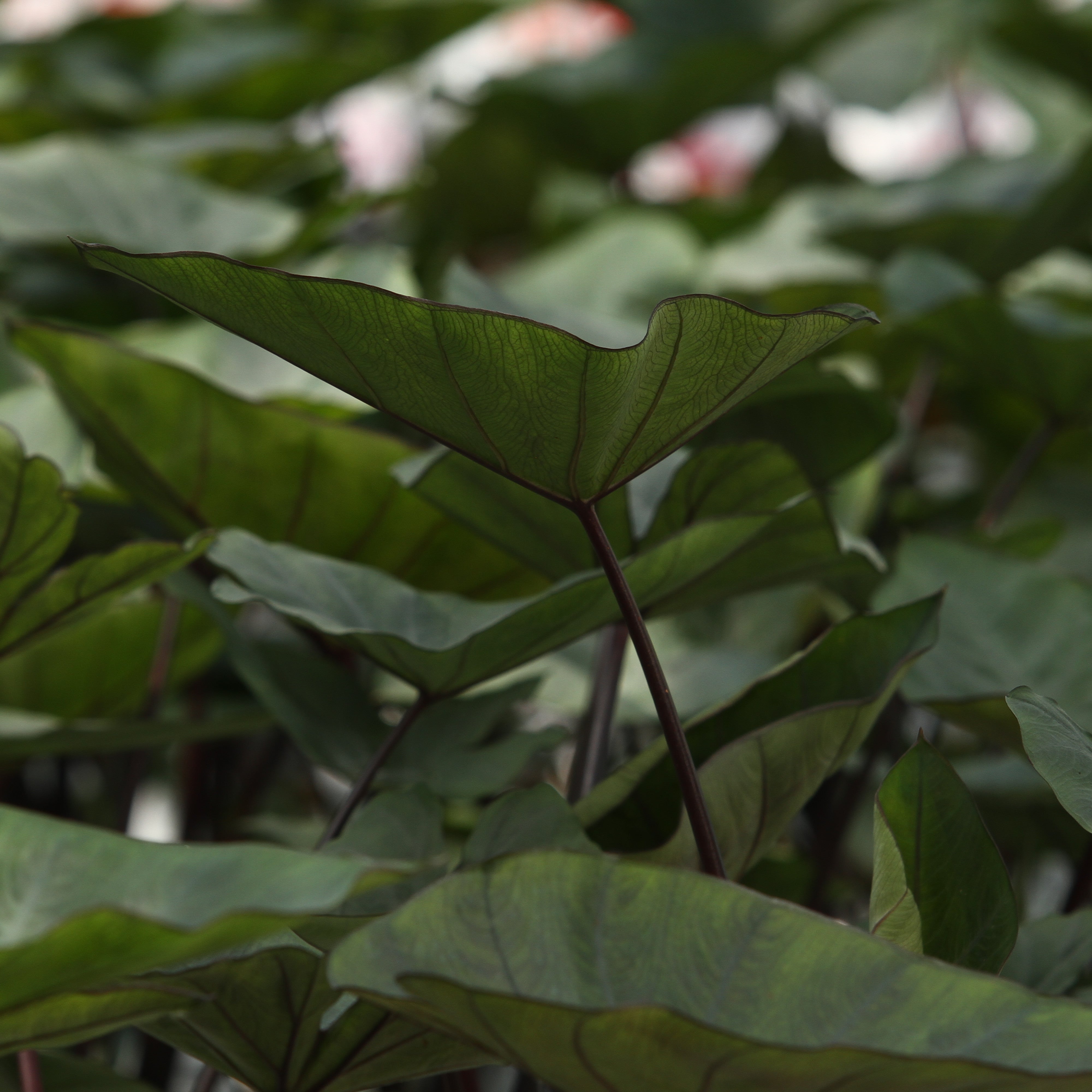 teacup elephant ear plant care Elephant Ear | Island Giants™ Coffee Cups