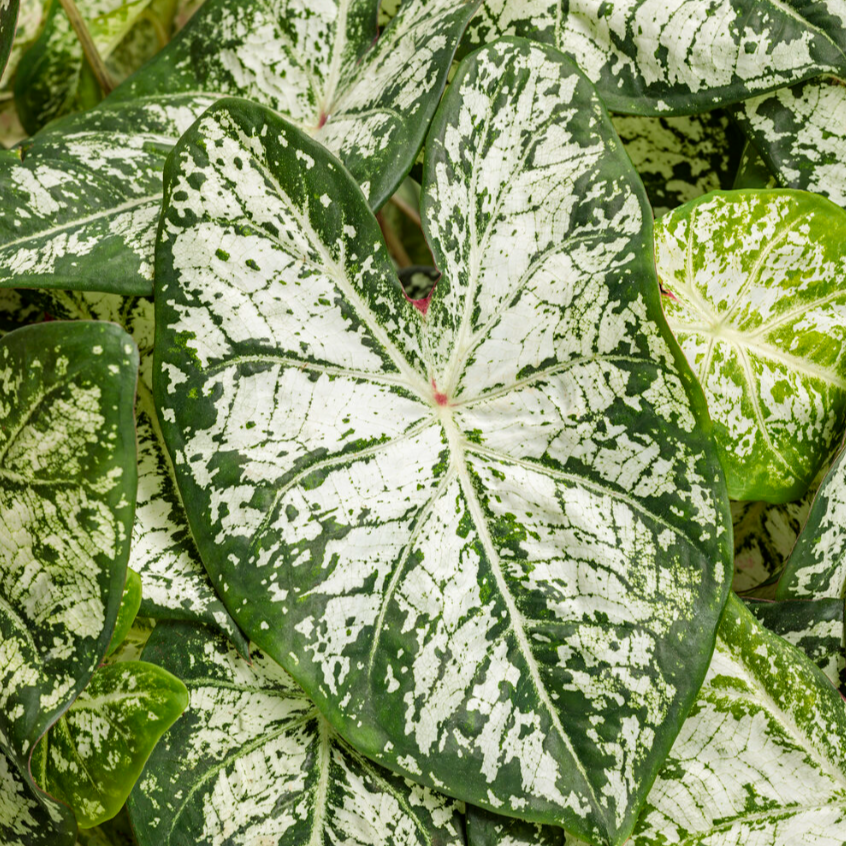 Shade Caladium | Heart to Heart® 'Snow Flurry'