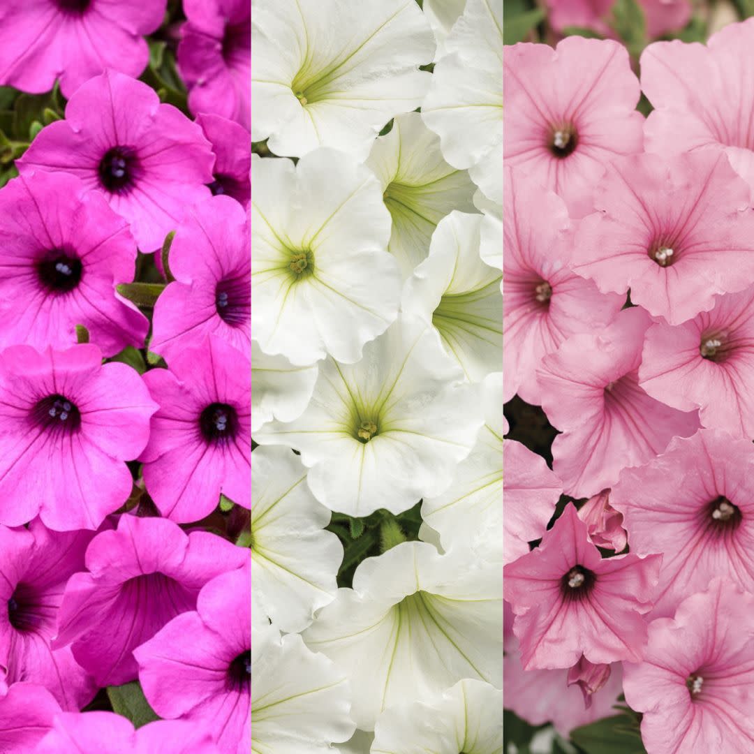 Combination | 6.5 Inch 'Vista View' | Proven Winners® Combinations