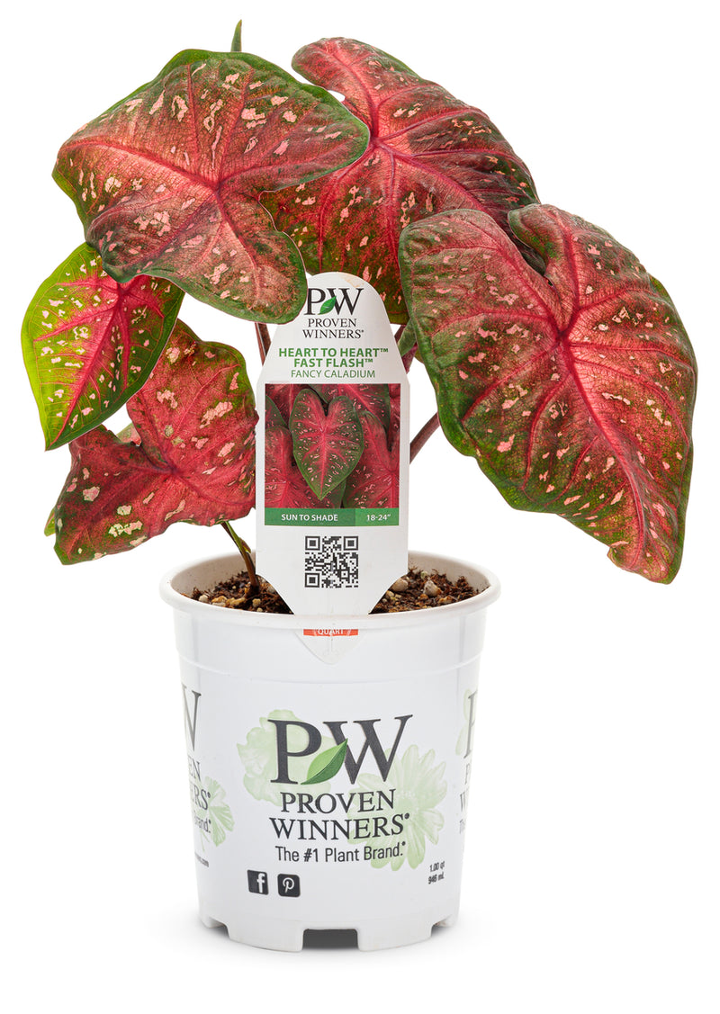 Heart to Heart® Christmas Caladium™ &