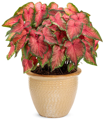 Heart to Heart® Christmas Caladium™ 'Heart's Delight'