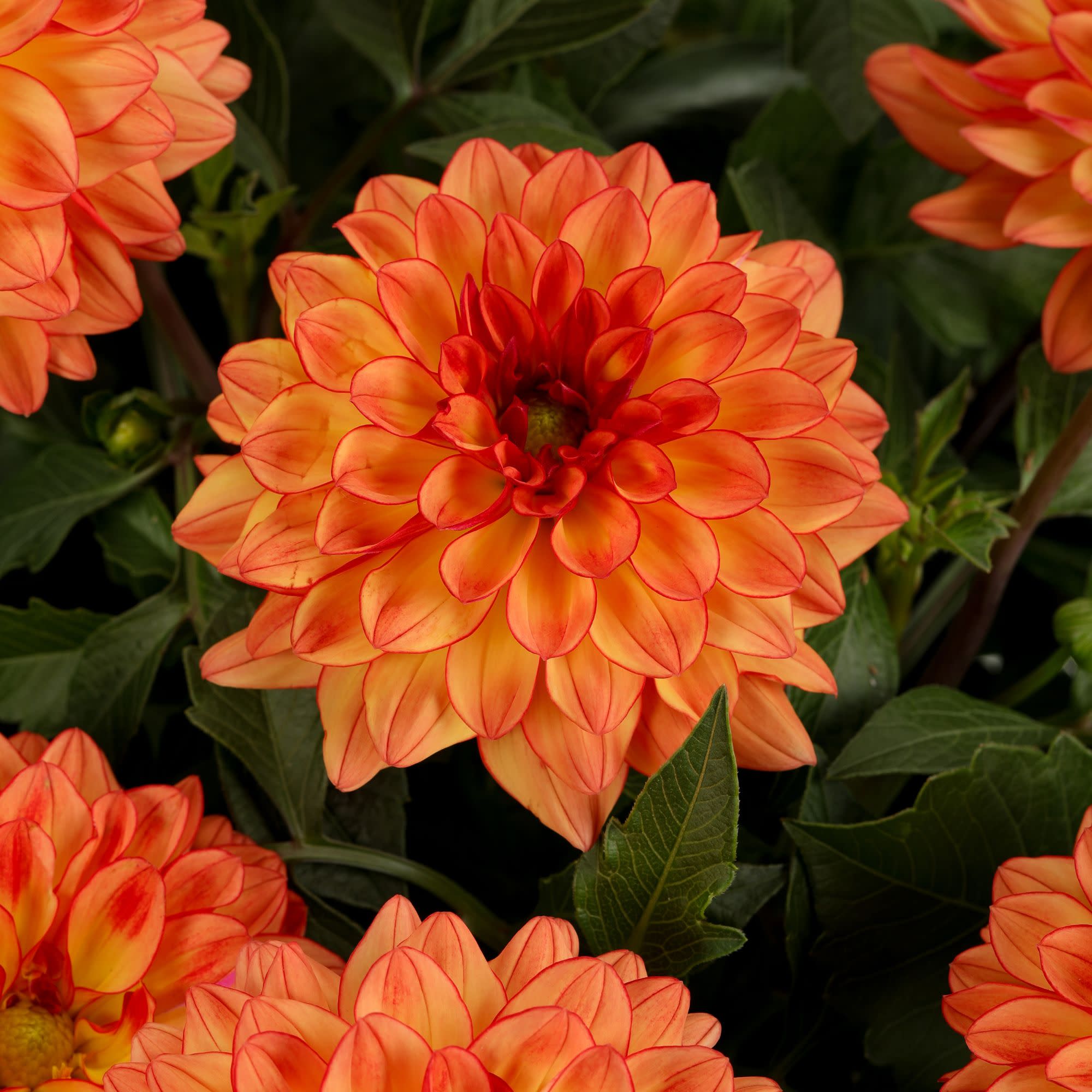 クラウディア　ドール整理 Dahlia | Royale Dalina® Grande Tequila | Proven Winners® Annuals