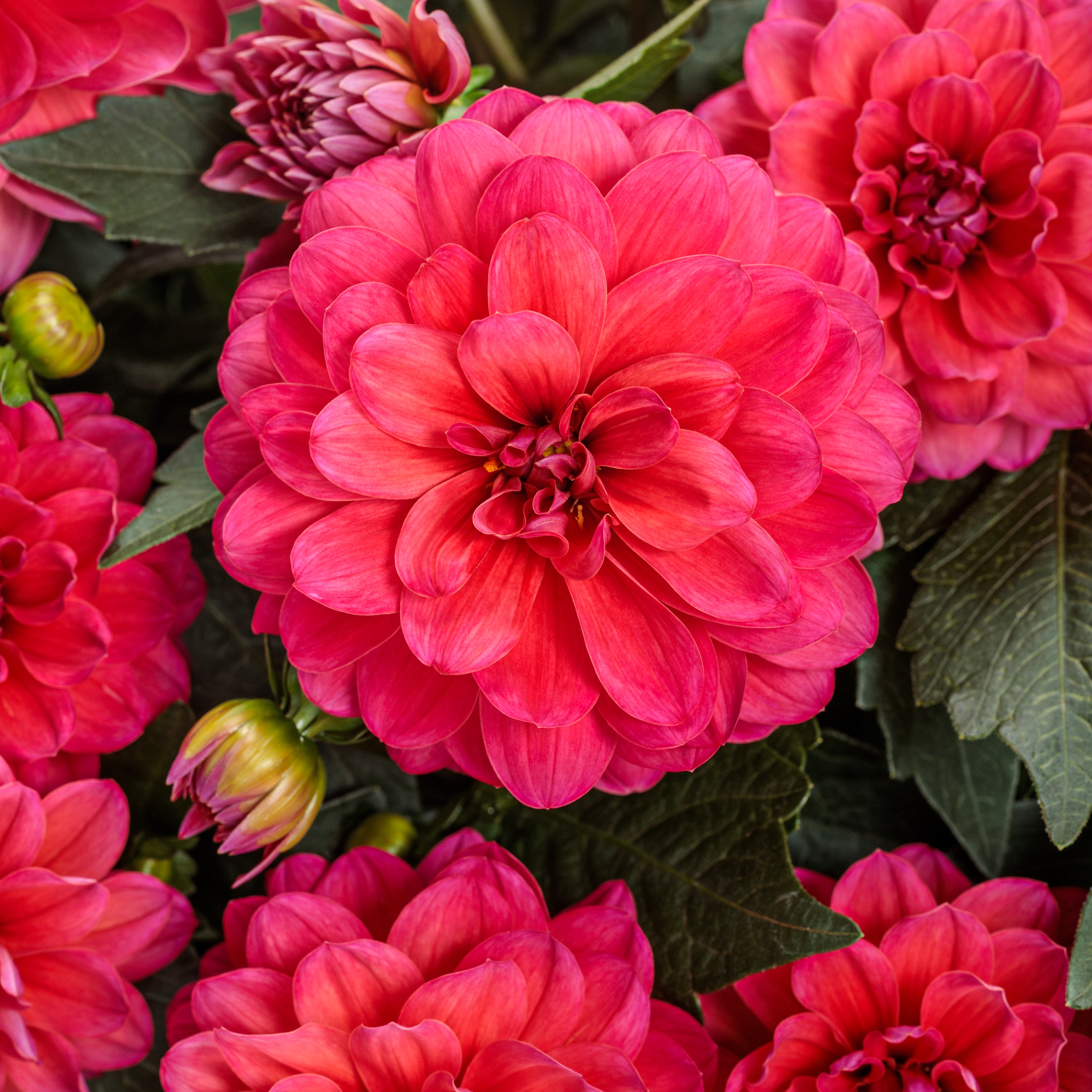 Dahlia | Virtuoso® Rad Raz® | Proven Winners® Annuals – Proven