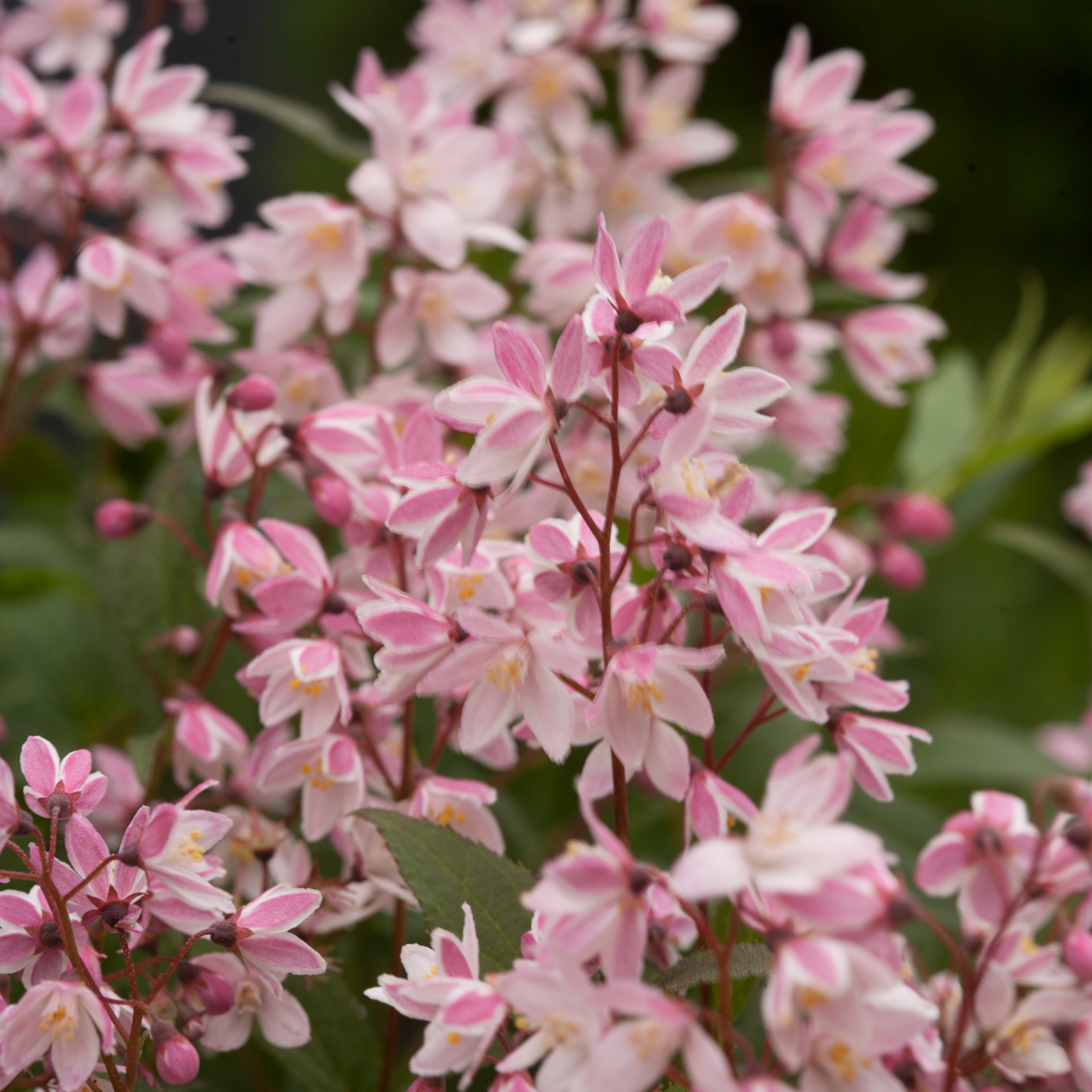 Deutzia | Yuki Cherry Blossom® | Proven Winners® Shrubs – Proven
