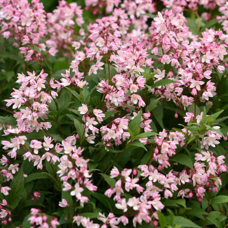 Deutzia | Yuki Cherry Blossom® | Proven Winners® Shrubs – Proven