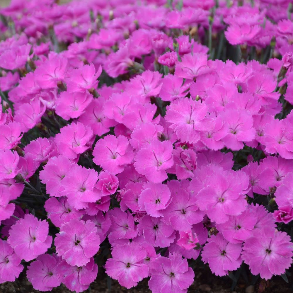 Pinks | 'Paint the Town Fuchsia' | Proven Winners® Perennials