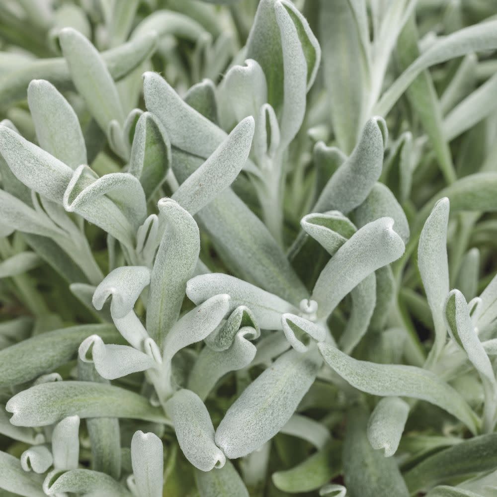 DIDPRW001-CloseUp-1.jpg?v=