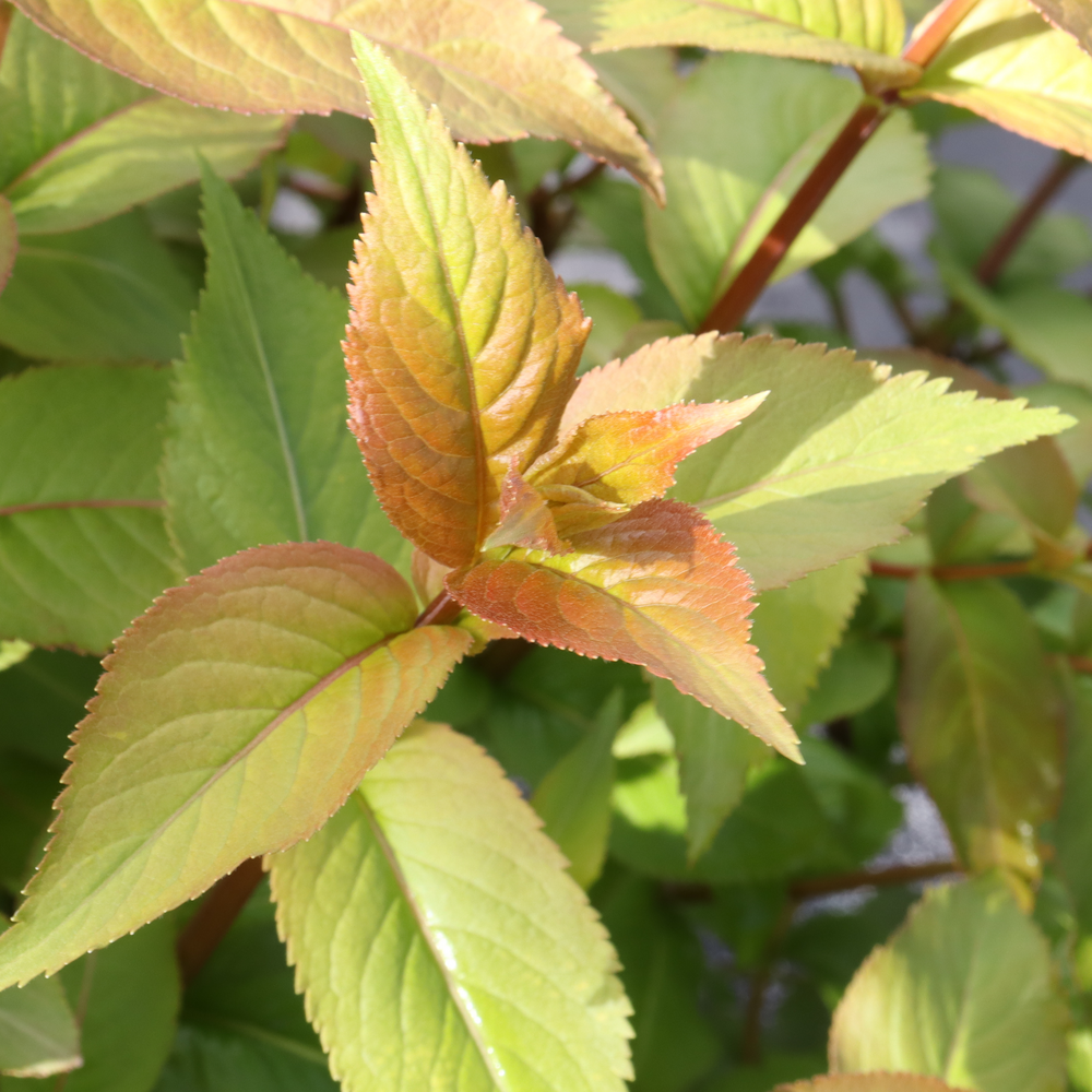 Bush Honeysuckle | Kodiak Spiced™ | Proven Winners® Shrubs