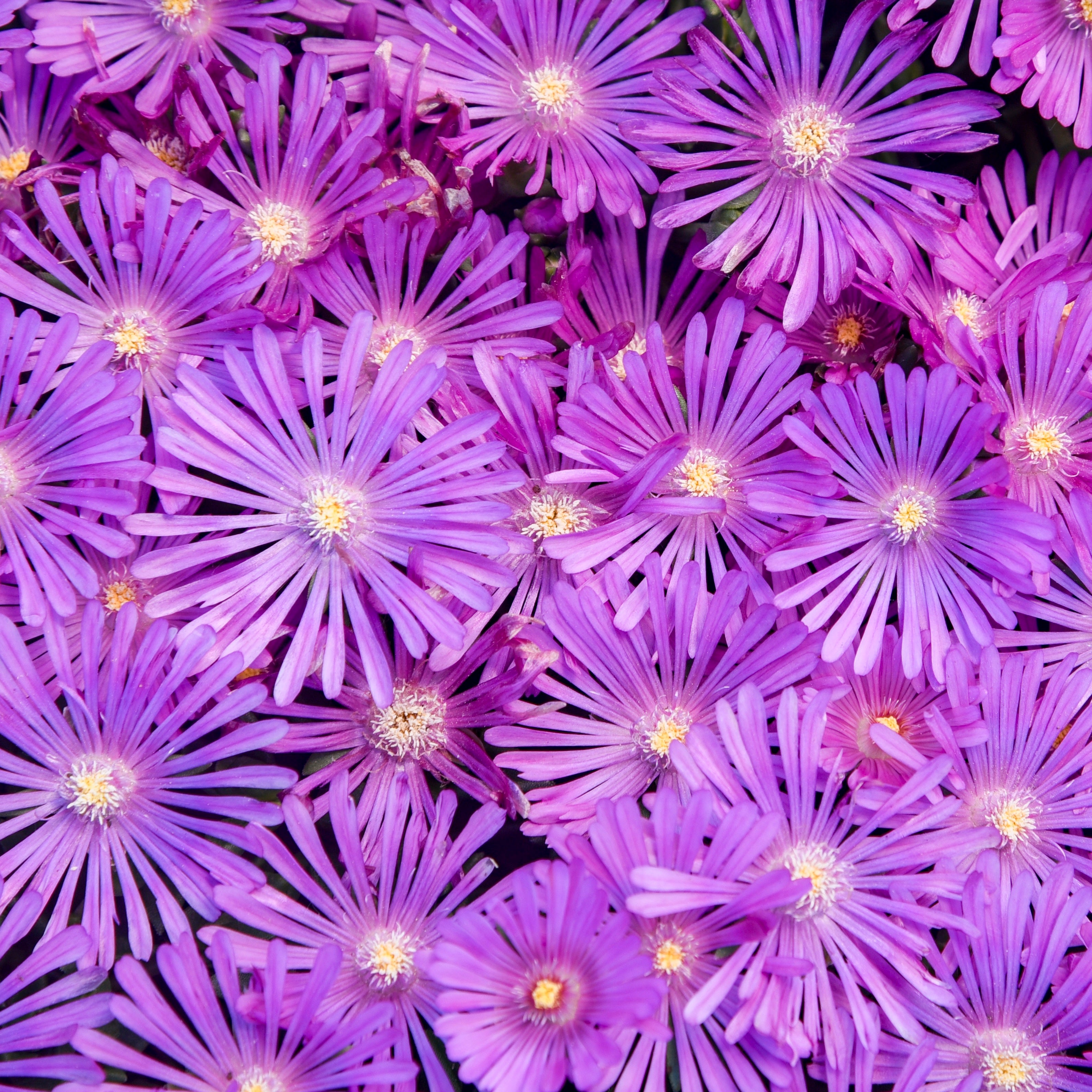 Hardy Ice Plant | Kaleidoscope™ 'Orchid Flash' | Proven Winners