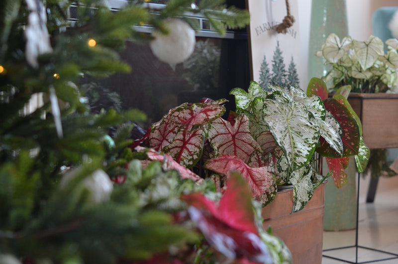 Heart to Heart® Christmas Caladium™ &