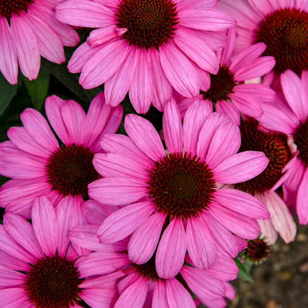 Coneflower | Color Coded® 'The Fuchsia is Bright' | Proven Winners