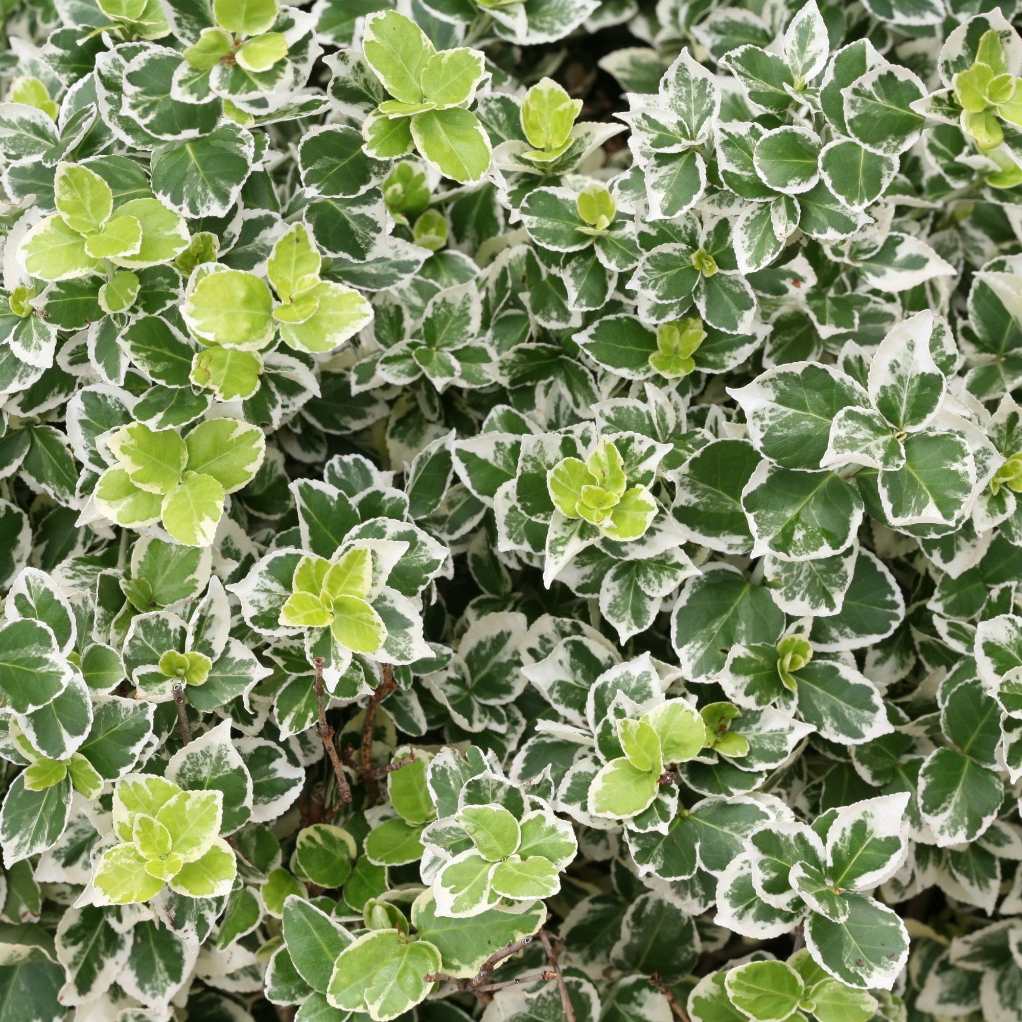 Proven Winners White Album Wintercreeper Euonymus Live Shrub