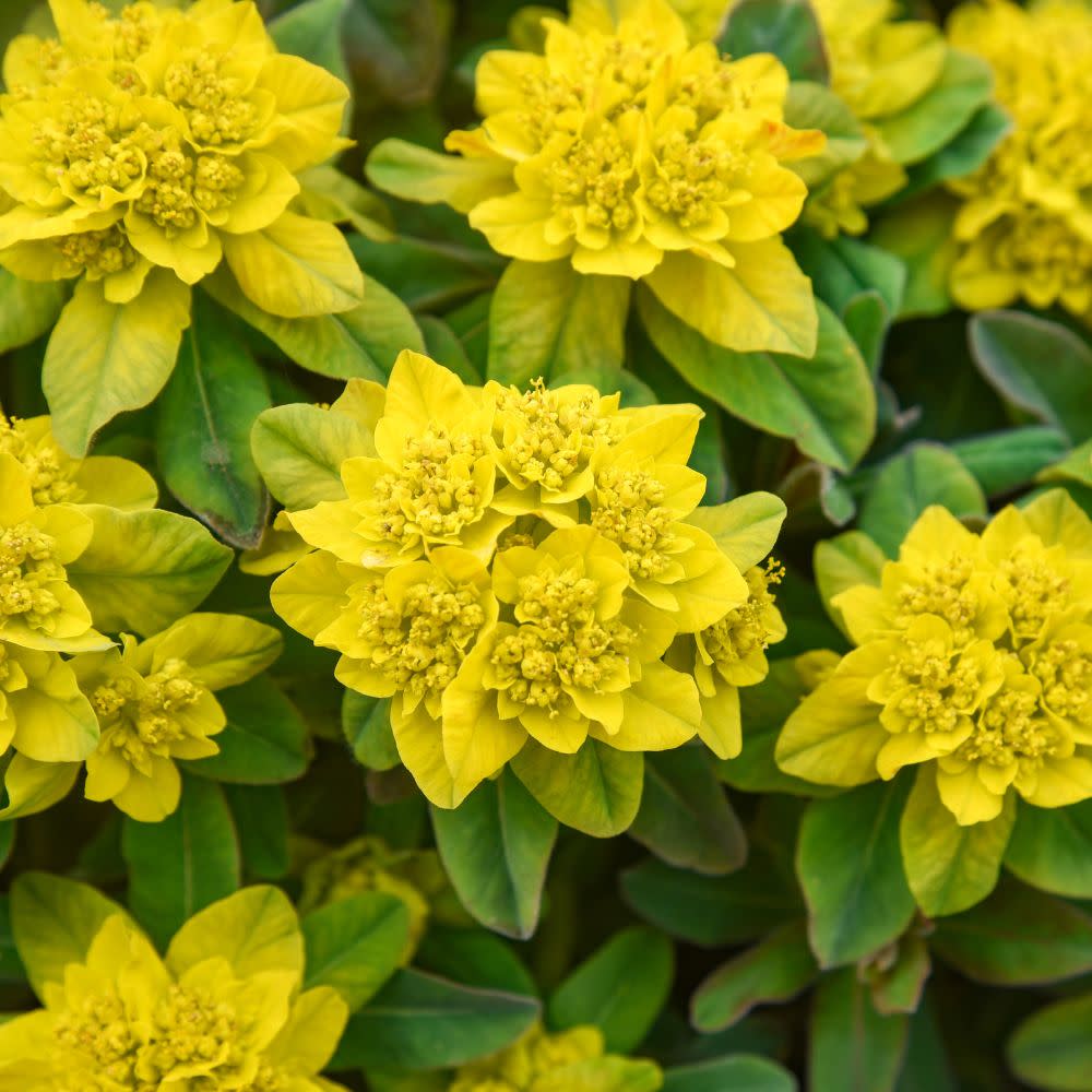 'Urge to Splurge' Euphorbia