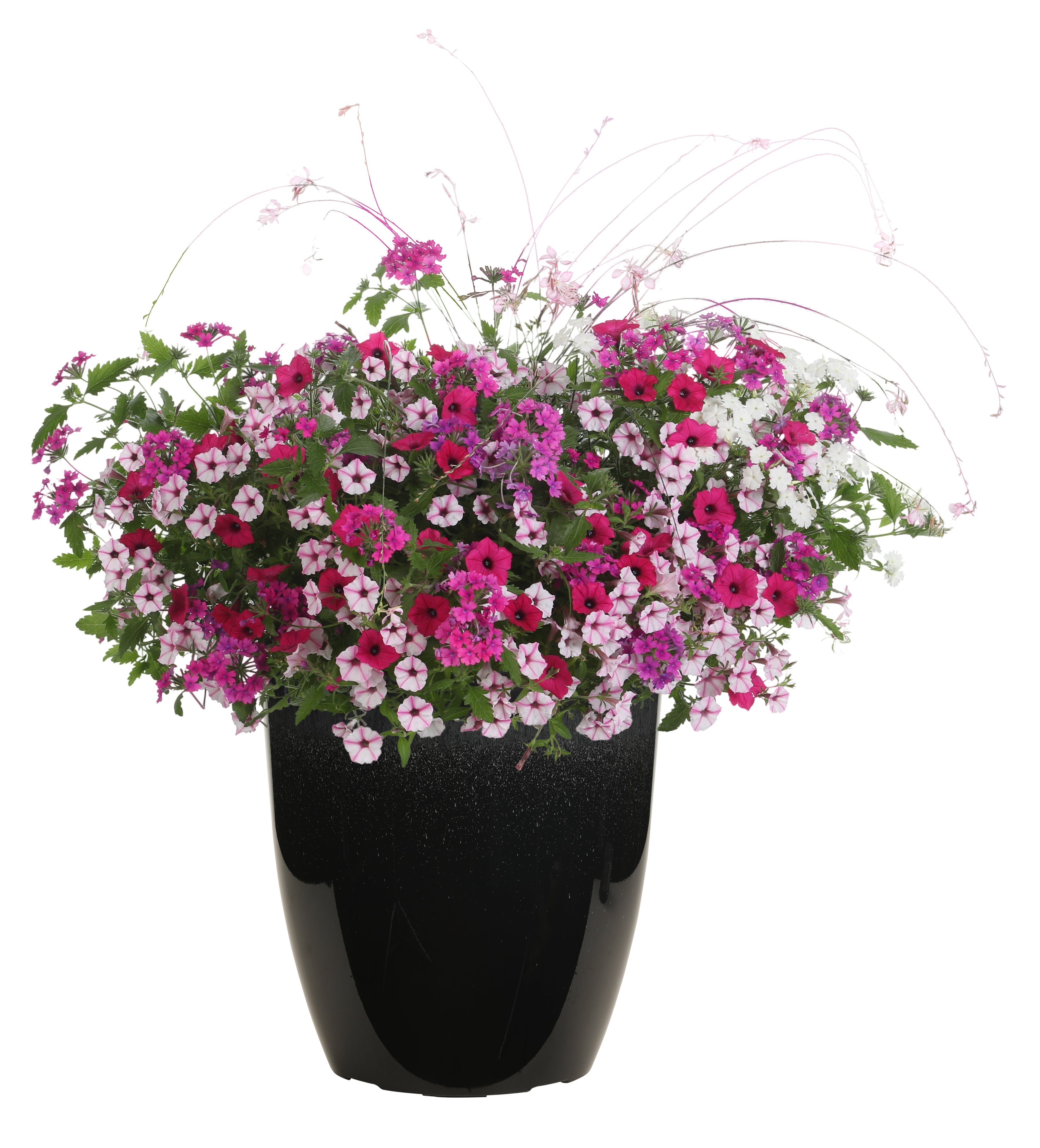 Fairy Frenzy – Proven Winners Direct™