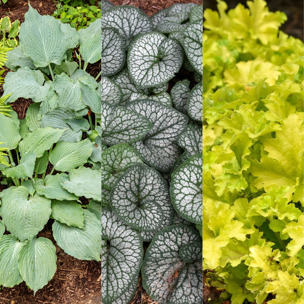 Foliage Friendly Shadescape #1 EZ Scape™ – Proven Winners Direct™