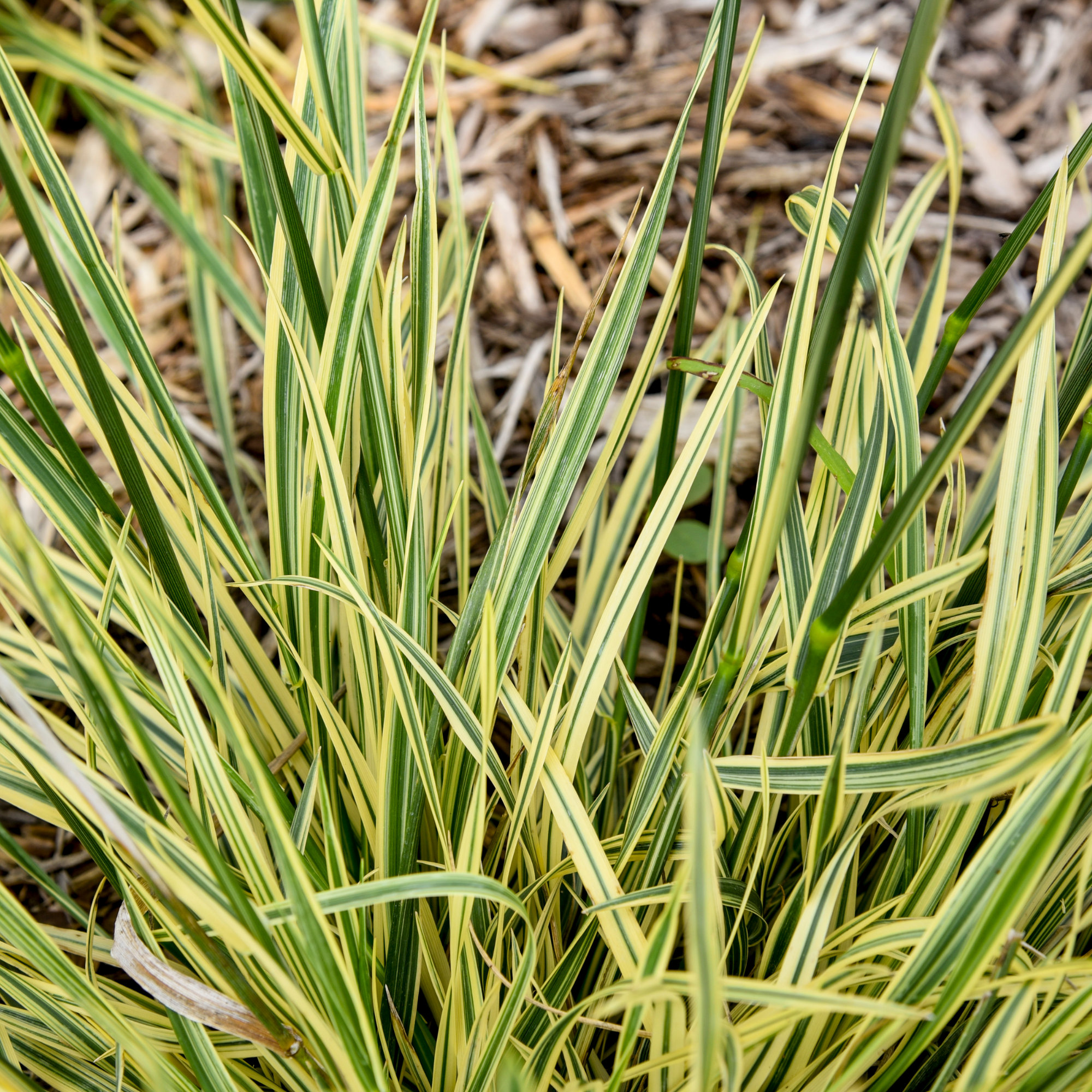 Tall Fescue | 'Perfect Edging' | Proven Winners® Perennials