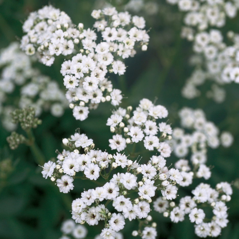 Gypsophila FESTIVAL STAR - Buy Babys Breath Perennials Online