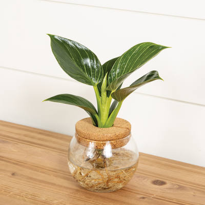 H2O® Bowl Prismacolor™ 'Birkin' Hybrid (Philodendron)