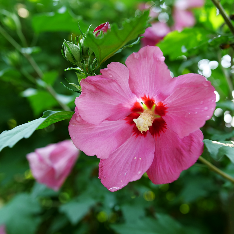 Proven Winners HIBPRC3006101 Rouge Paraplu Rose of Sharon Live Plant, 1 Gallon, Pink-Red Flowers