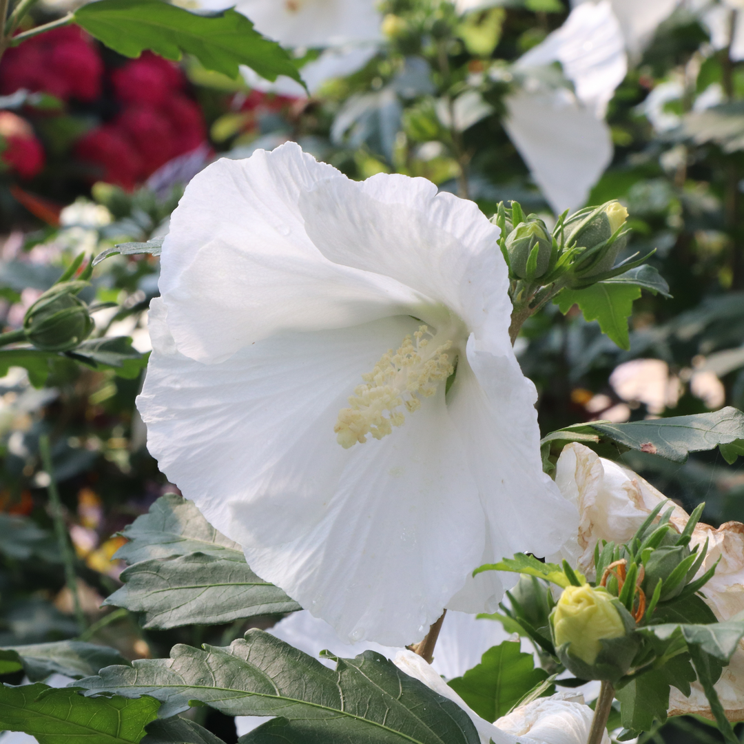 Rose of Sharon | Paraplu® Pure White | Proven Winners® Shrubs