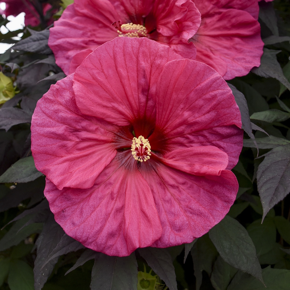 Rose Mallow | Summerific® 'Evening Rose' | Proven Winners