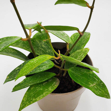 Wax Vine | leafjoy® Endless Cascades™ Fresh Rain™ | Proven Winners