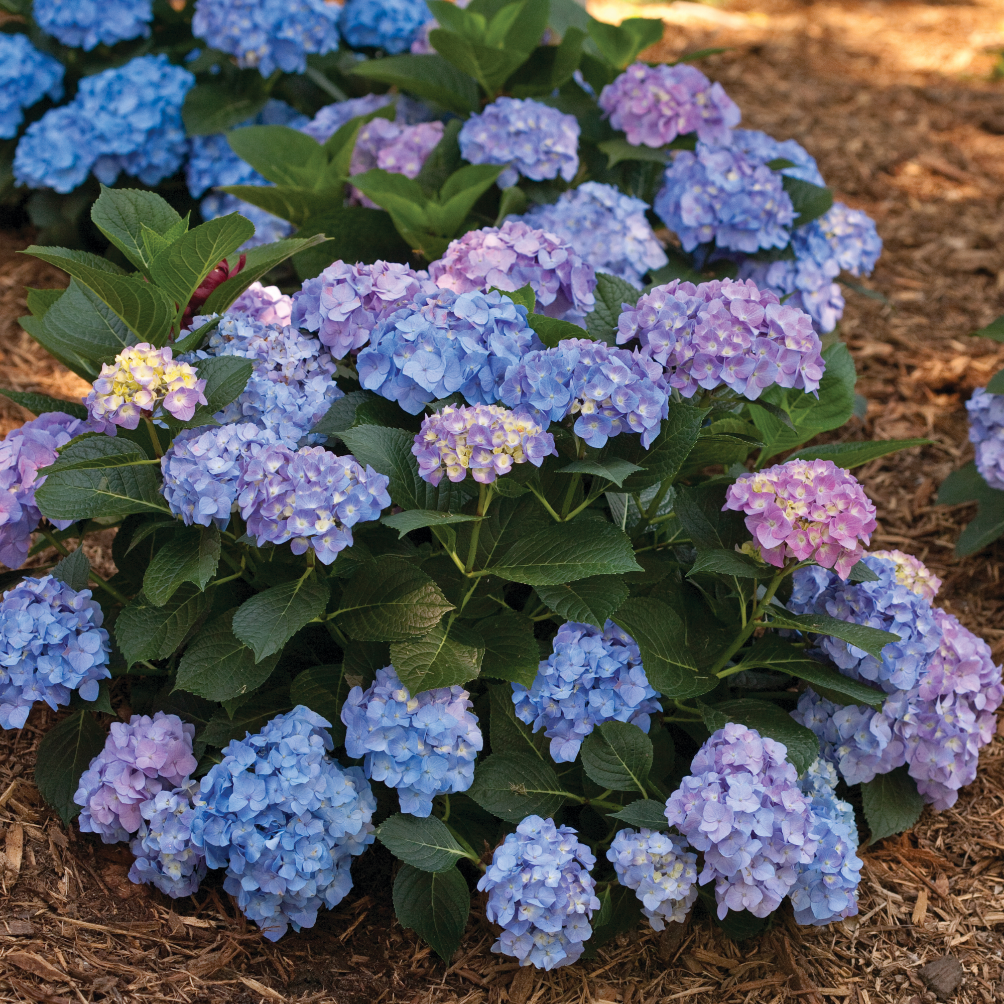 Reblooming Hydrangea | Let's Dance® Blue Jangles® | Proven Winners