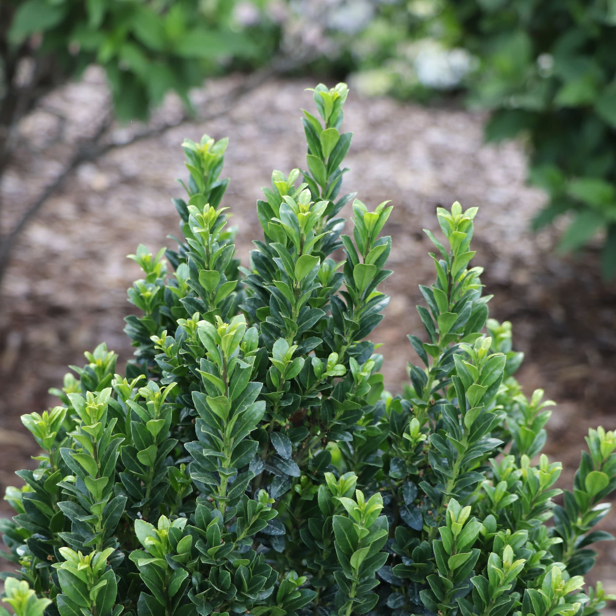 holly_accoブラック1 Japanese Holly | Hedge Box® | Proven Winners® Shrubs – Proven