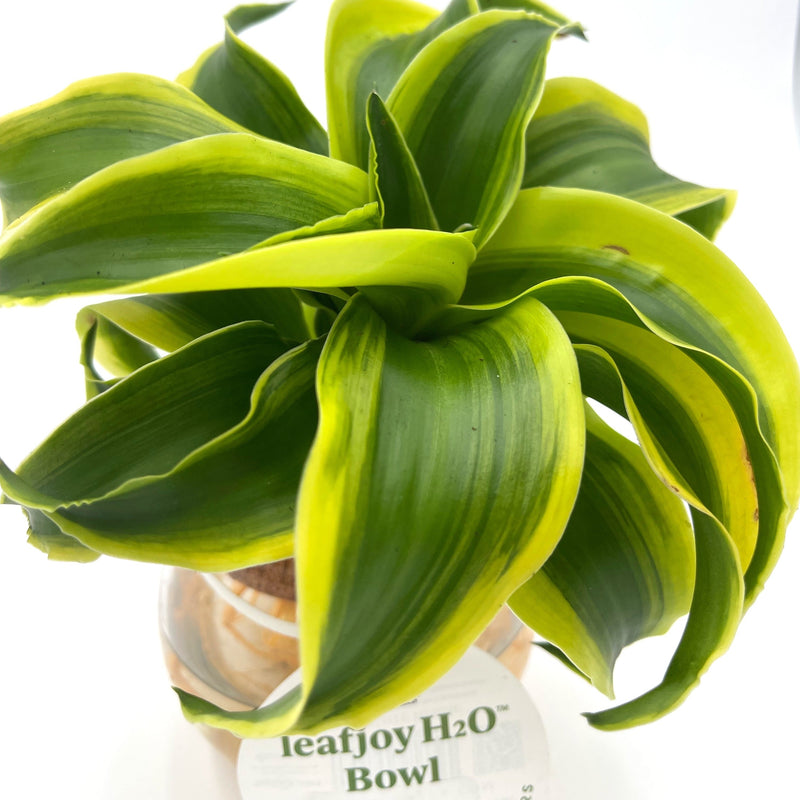 H2O® Bowl Dracaena Hybrid - Variegated